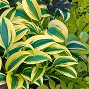 'Autumn Frost' Hosta